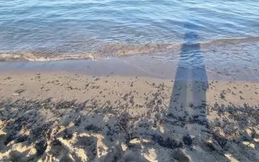 Напук на мазута властите обявиха морето за кристално чисто