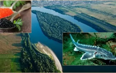 Лукс ресторанти в Европа и САЩ сервират наш черен хайвер