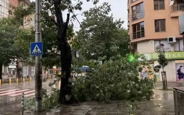  Паднали клони в района на мол "София"
