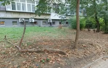 Дърво падна върху дете във Варна
