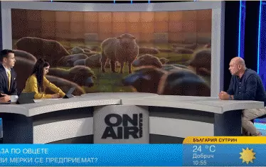 Едри фирми пречели овцете да се ваксинират срещу шарка
