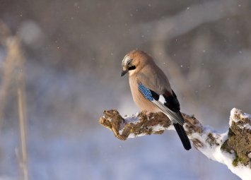 Хороскоп за понеделник