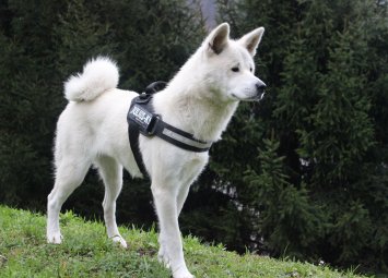 Акита – какво трябва да знаете, преди да изберете това куче чрез Bazar.bg