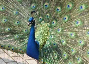 Доказано! Машините за гласуване са негодни, не могат да купуват и продават гласове