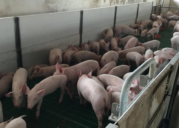 203 000 Domashni Praseta Sa Bili Pokoseni Ot Chumata U Nas Sega