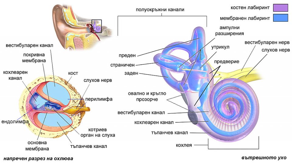 Спиральный орган в улитке рисунок